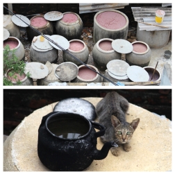 Ali Baba pots and one of the cats